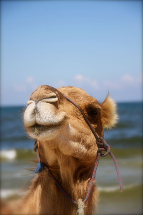 Ein Strandgenosse Hotel Amir Palace