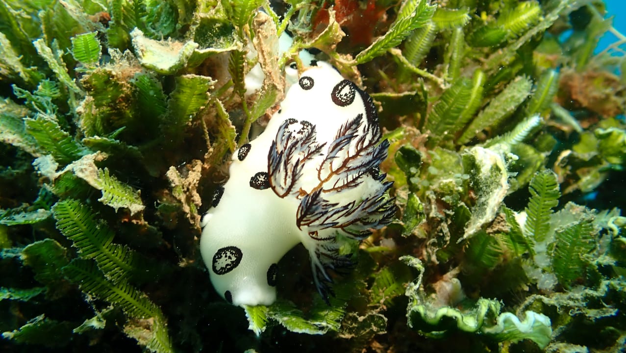 Strand Kawayan Holiday Resort