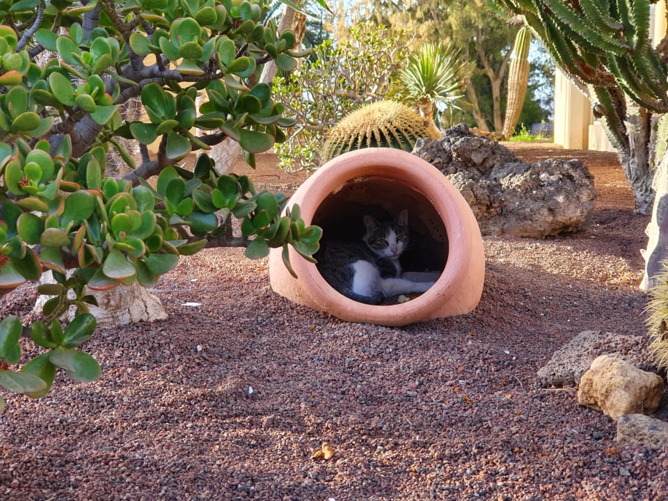 Sonstiges Hotel Riu Oliva Beach - Hotel