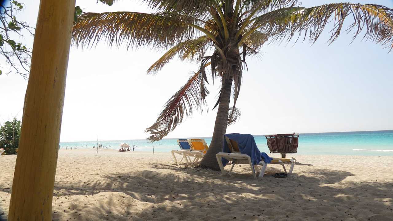Palm trees and sunbeds Hotel Roc Barlovento