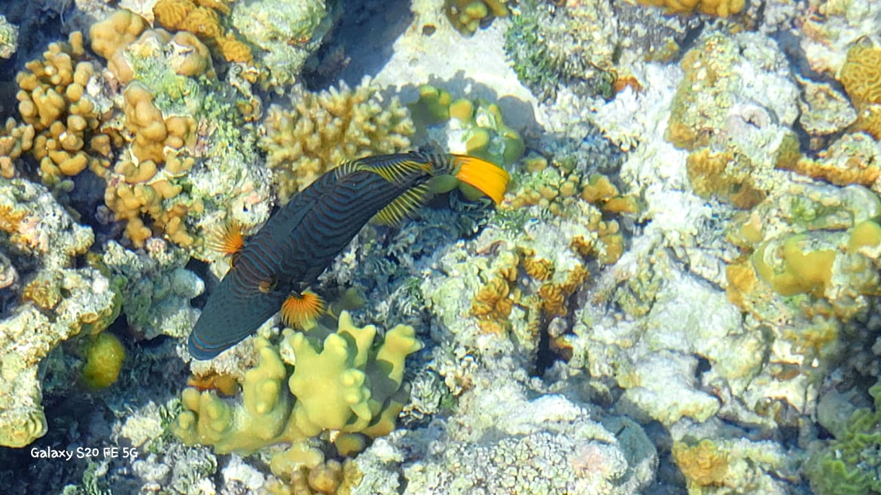 Sport & Freizeit Hotel Riu Palace Maldivas