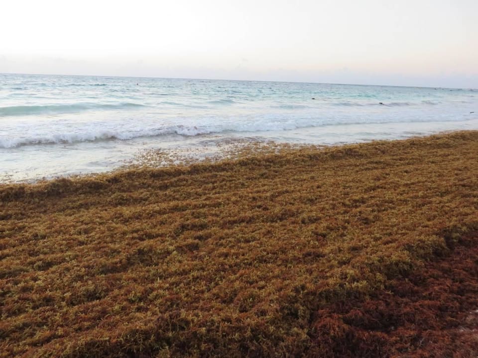 Seegras Catalonia Royal Tulum Beach & Spa Resort - Adults only