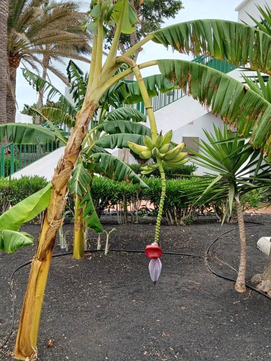 Gartenanlage Hotel Riu Paraiso Lanzarote