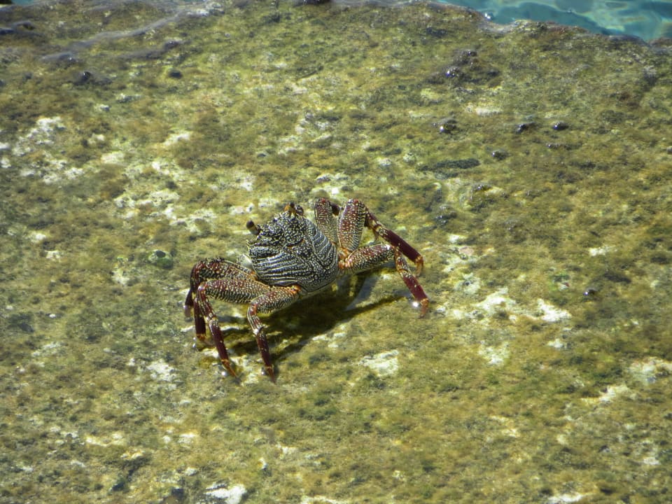 Krebse am Boots-Anlegesteg Adaaran Select Hudhuran Fushi - Premium All Inclusive