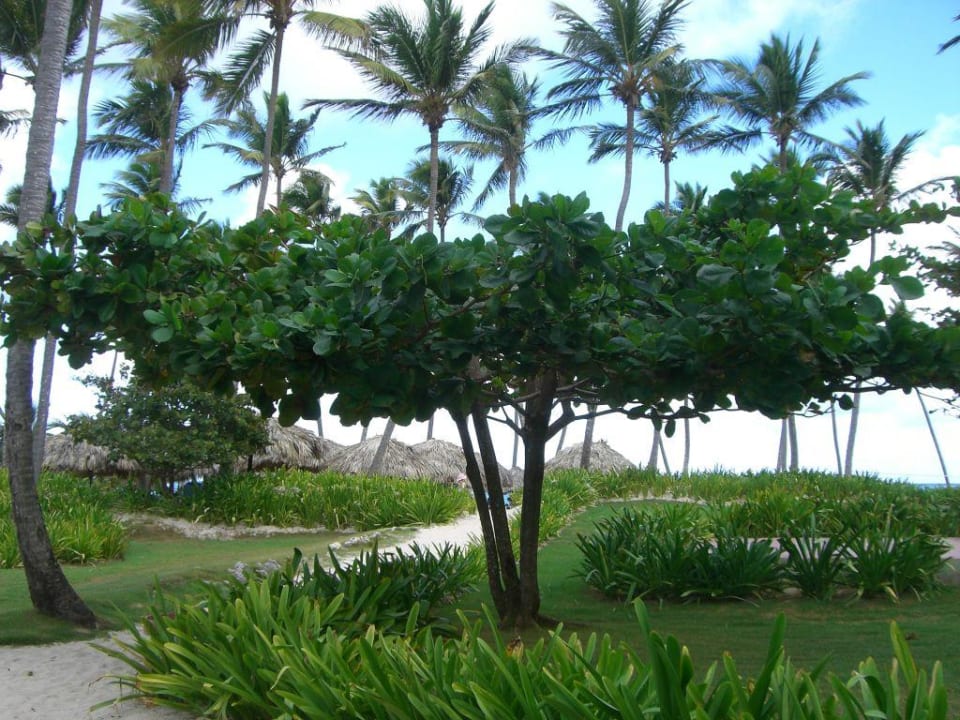 Grünanalge Grand Palladium Select Bávaro Resort & Spa