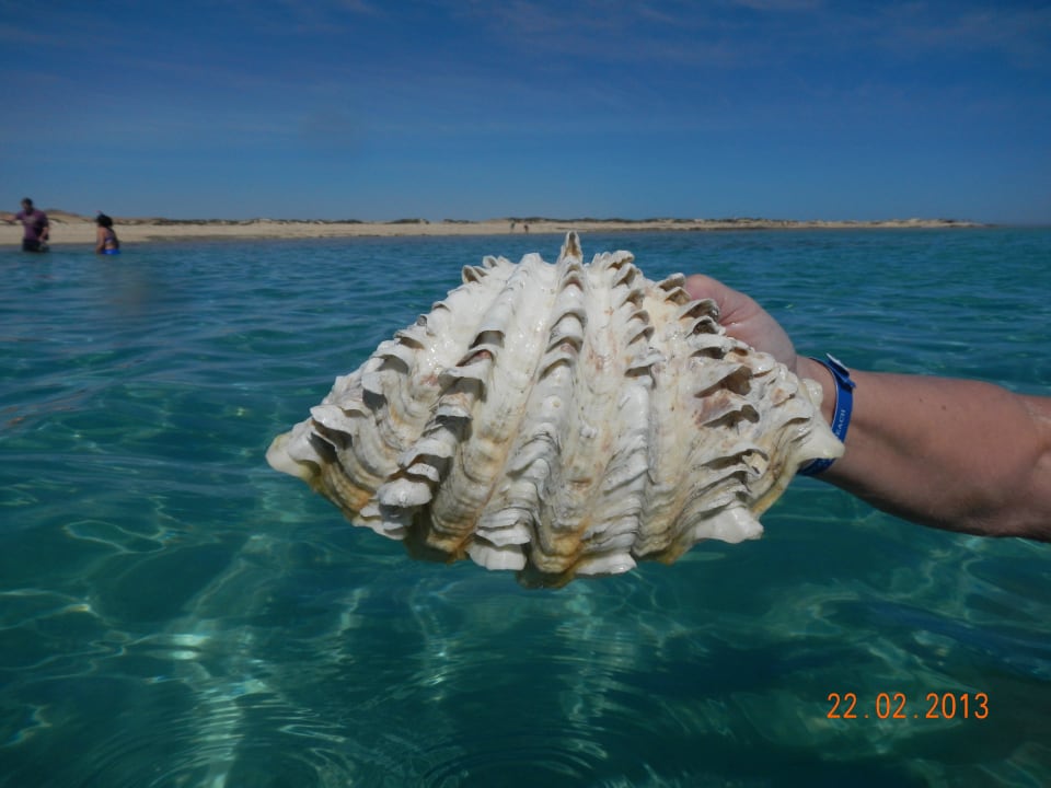 Nur nicht mitnehmen Hotel Gorgonia Beach Resort