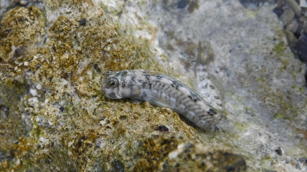 Sport & Freizeit Malikia Resort Abu Dabbab