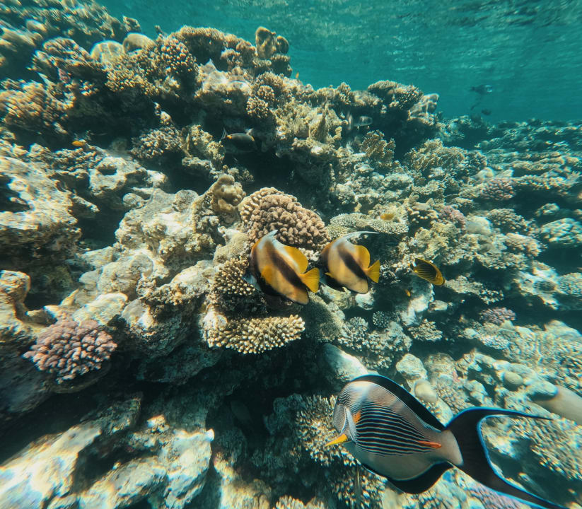 Strand Pickalbatros Citadel Resort