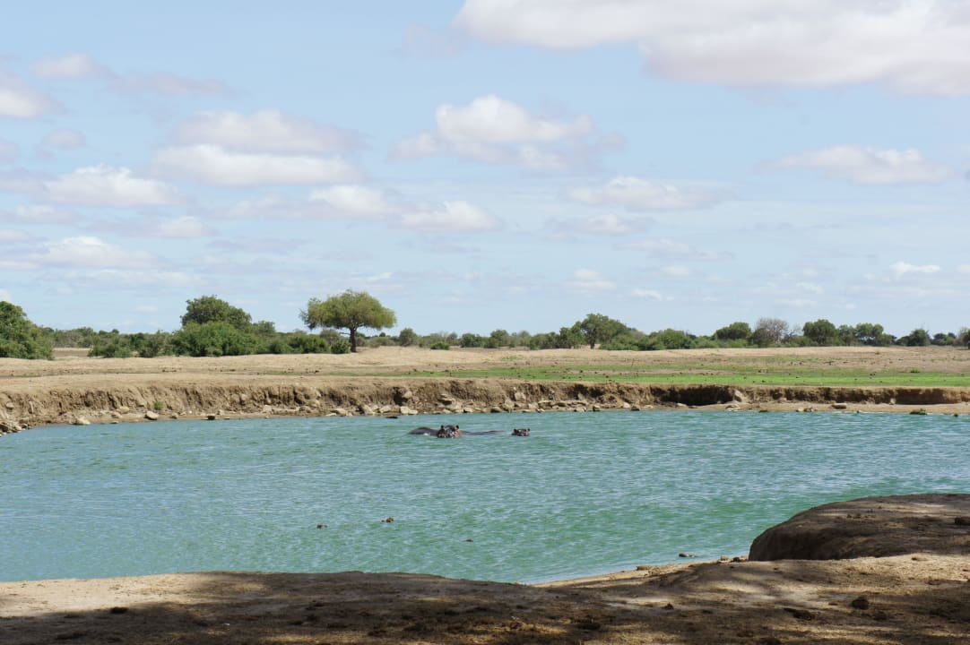 Hippos im Wasserloch vom Camp Satao Camp