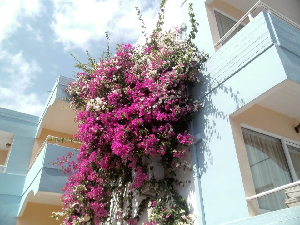 Sehr schön gepflegte Anlage Hotel Kathrin Beach