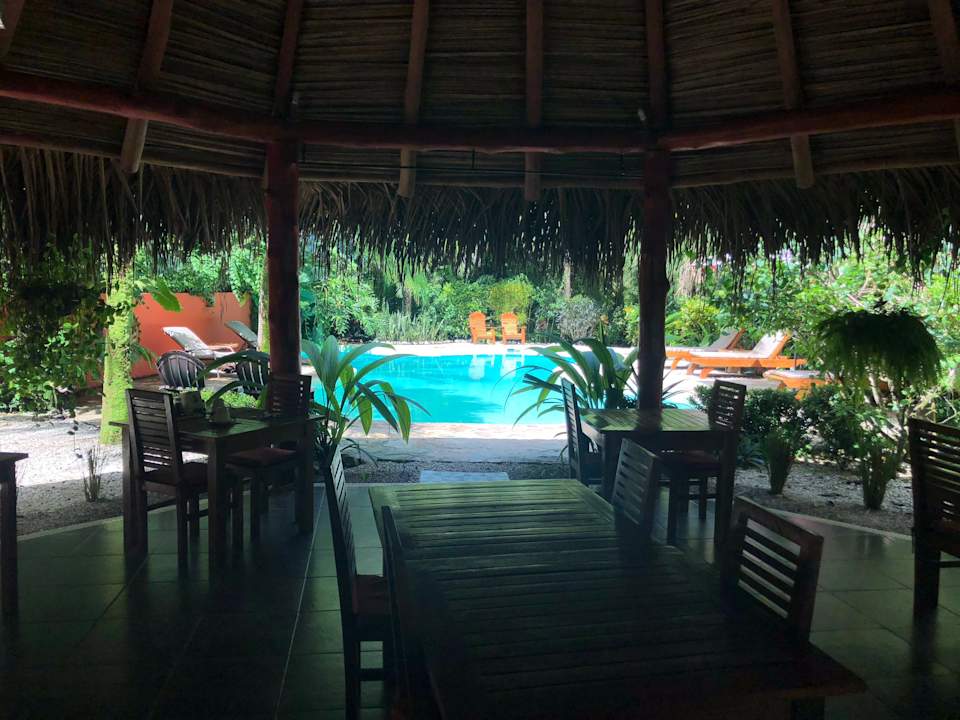 Gastro El Pequeño Gecko Verde