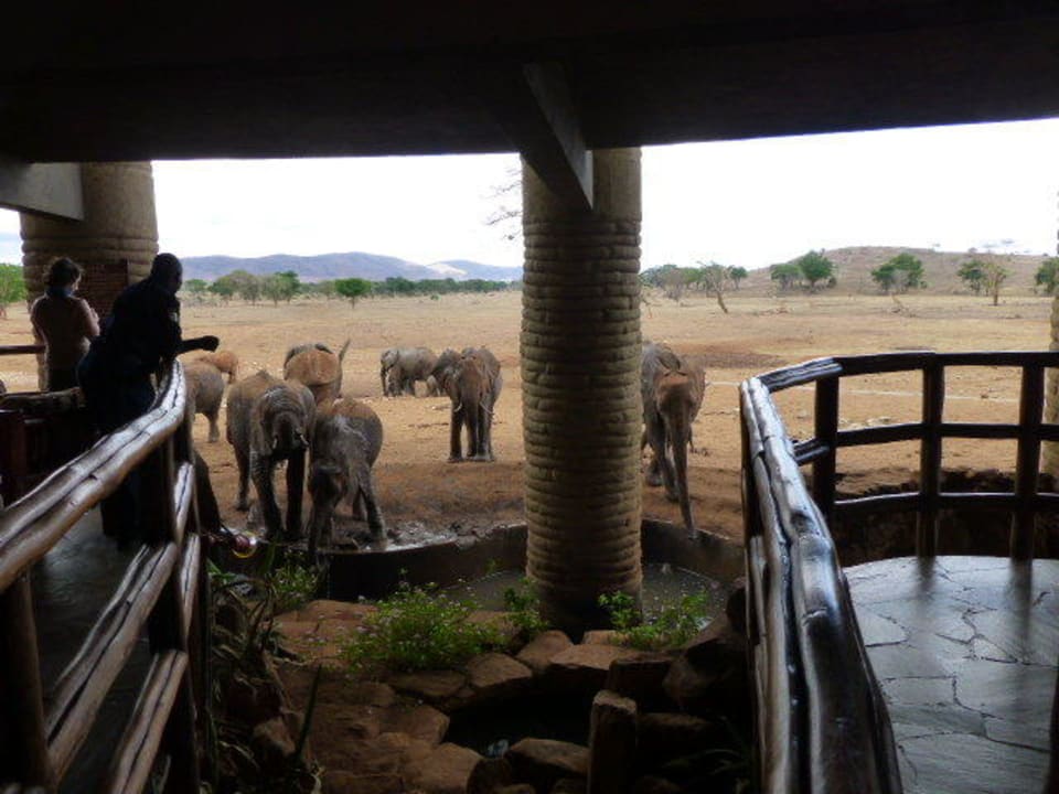 Safari Salt Lick Safari Lodge