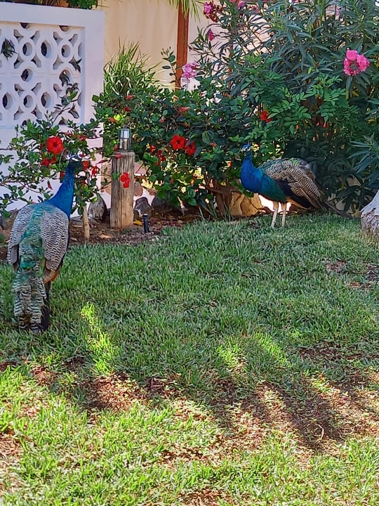 Gartenanlage HL Miraflor Suites Hotel