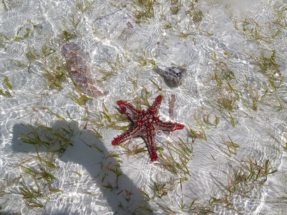 Strand Neptune Paradise Beach Resort & Spa