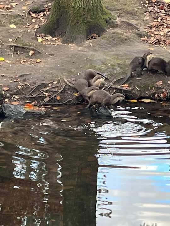 Sport & Freizeit Center Parcs De Kempervennen