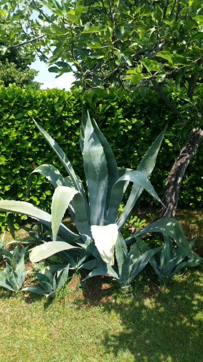 Gartenanlage Haus Istranka