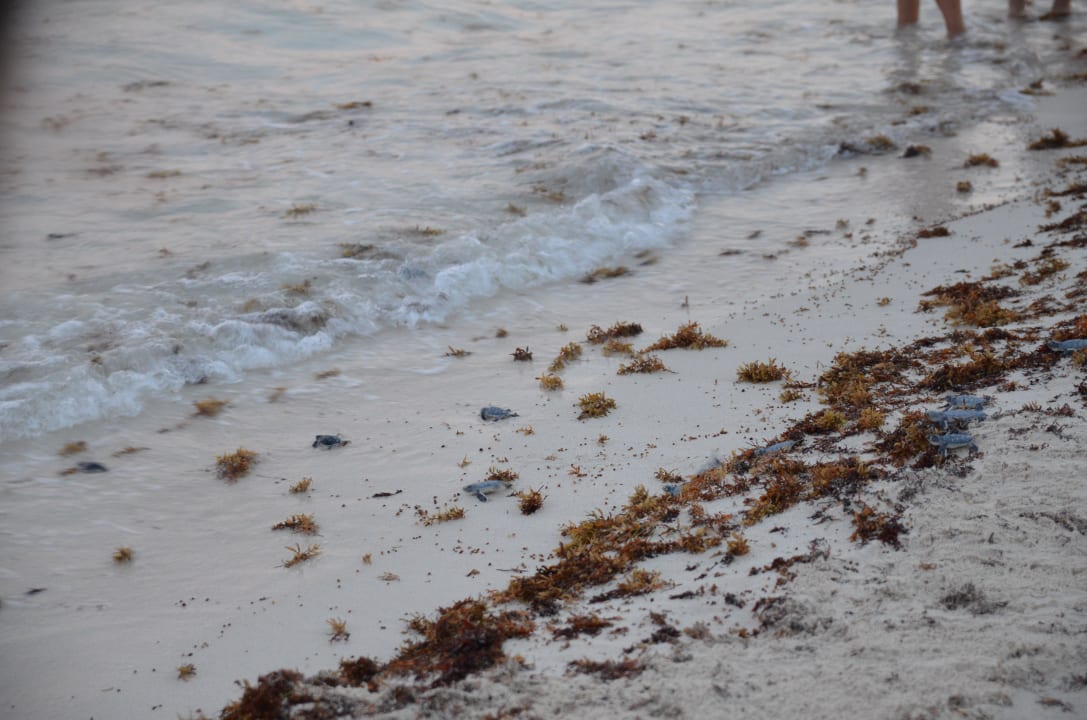 Freilassung der Babyschildkröten Iberostar Selection Paraiso Lindo