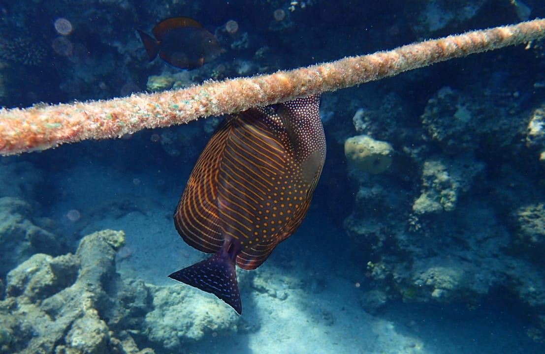 Sport & Freizeit Premier Le Reve Hotel & Spa