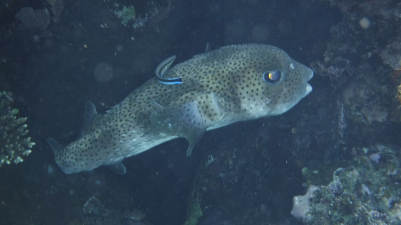 Sport & Freizeit Malikia Resort Abu Dabbab