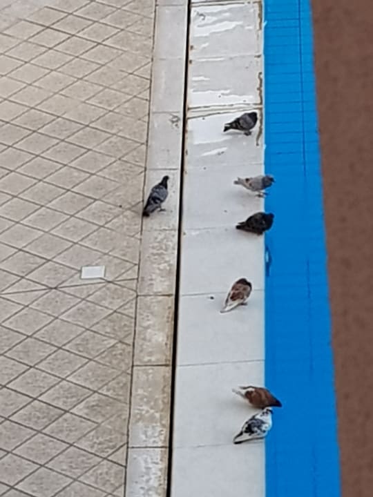 Pool Grand Hotel Yachting Palace