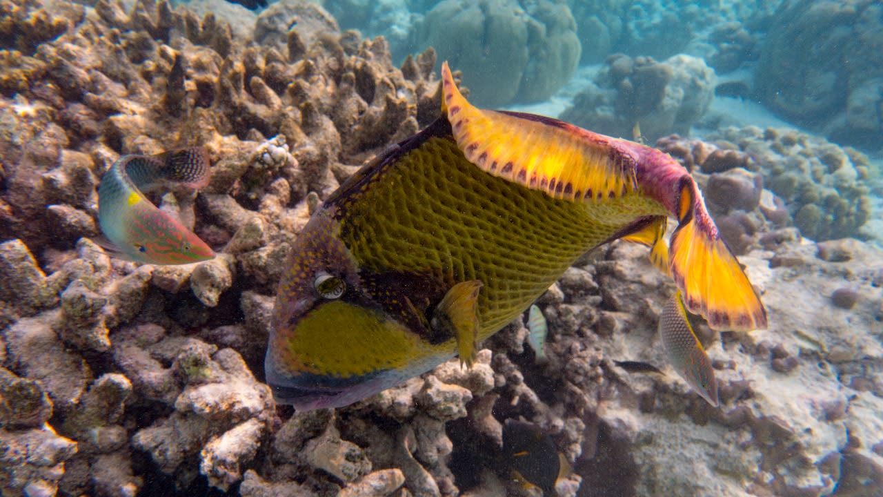 Strand Adaaran Select Meedhupparu Island Resort - Premium All Inclusive