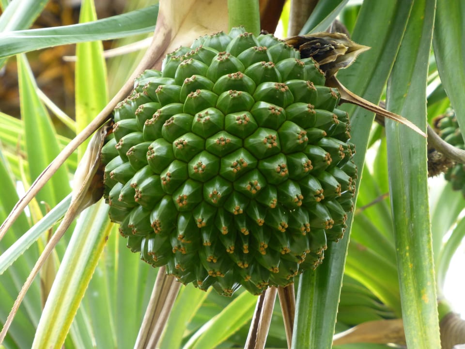 Palmenfrucht Ambre Mauritius