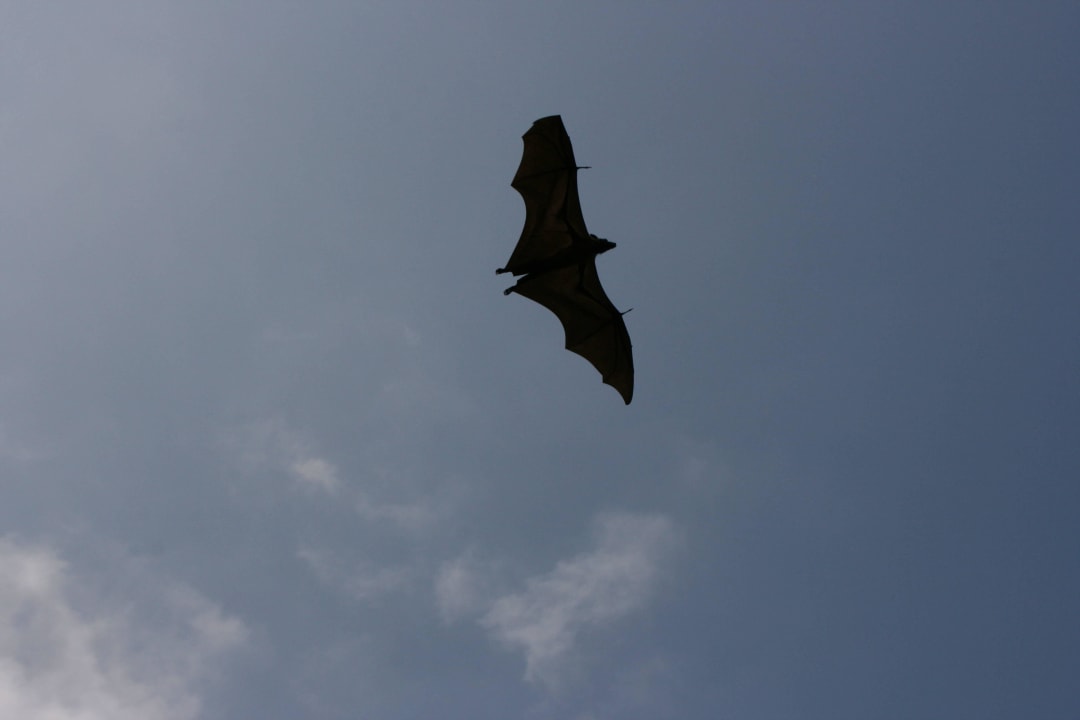 Flughund Furaveri Maldives