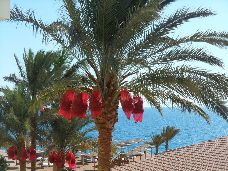 Blick aus dem Zimmer Palm Beach Resort