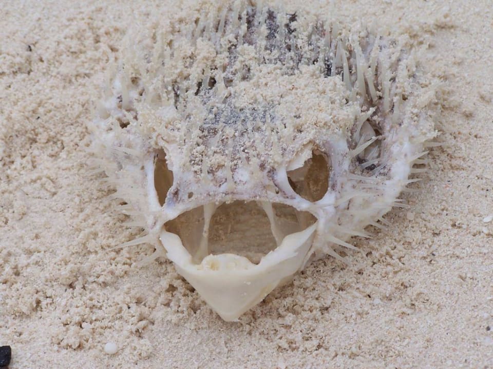 Kugelfisch - angespült (tot) Sun Siyam Vilu Reef