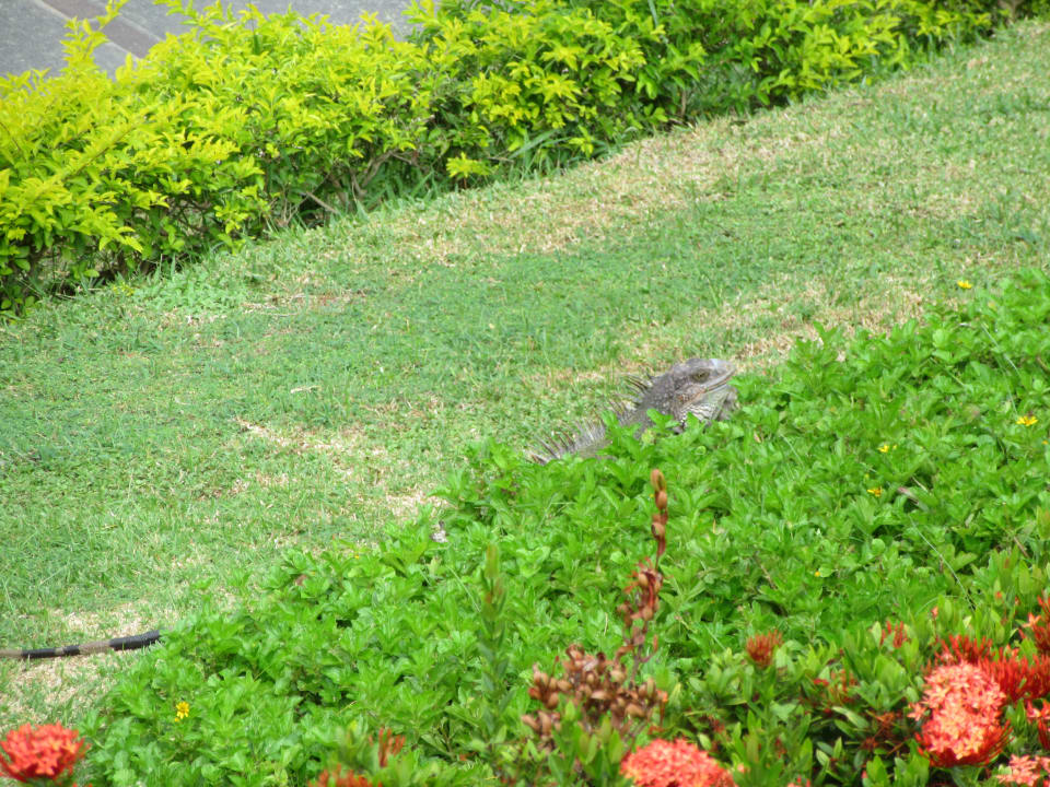 Gartenanlage Grand Decameron Panama, A Trademark All Inclusive Resort