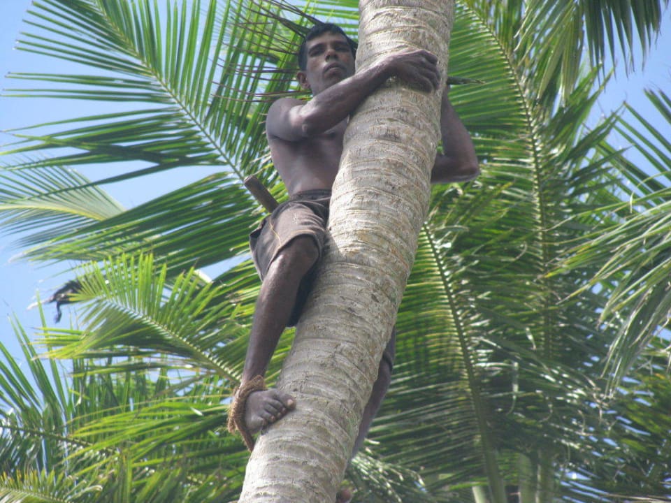 Palmenverschneider Mermaid Hotel & Club