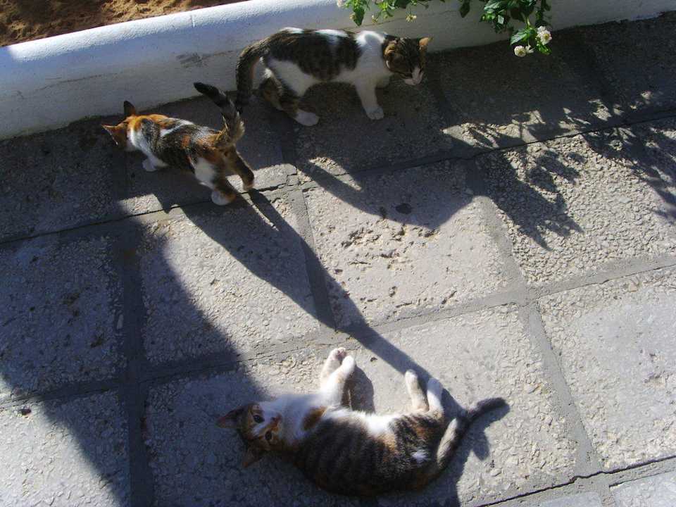 Katzen Movie Gate Miramar