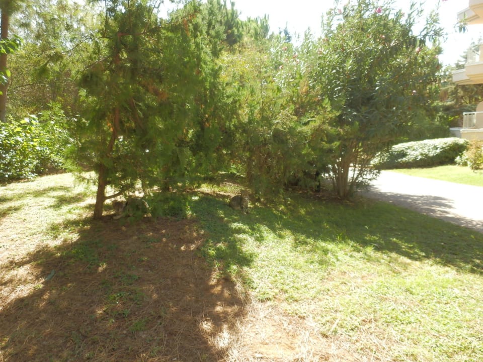 Hier wohnen die Katzen im Garten  Sirene Belek Hotel