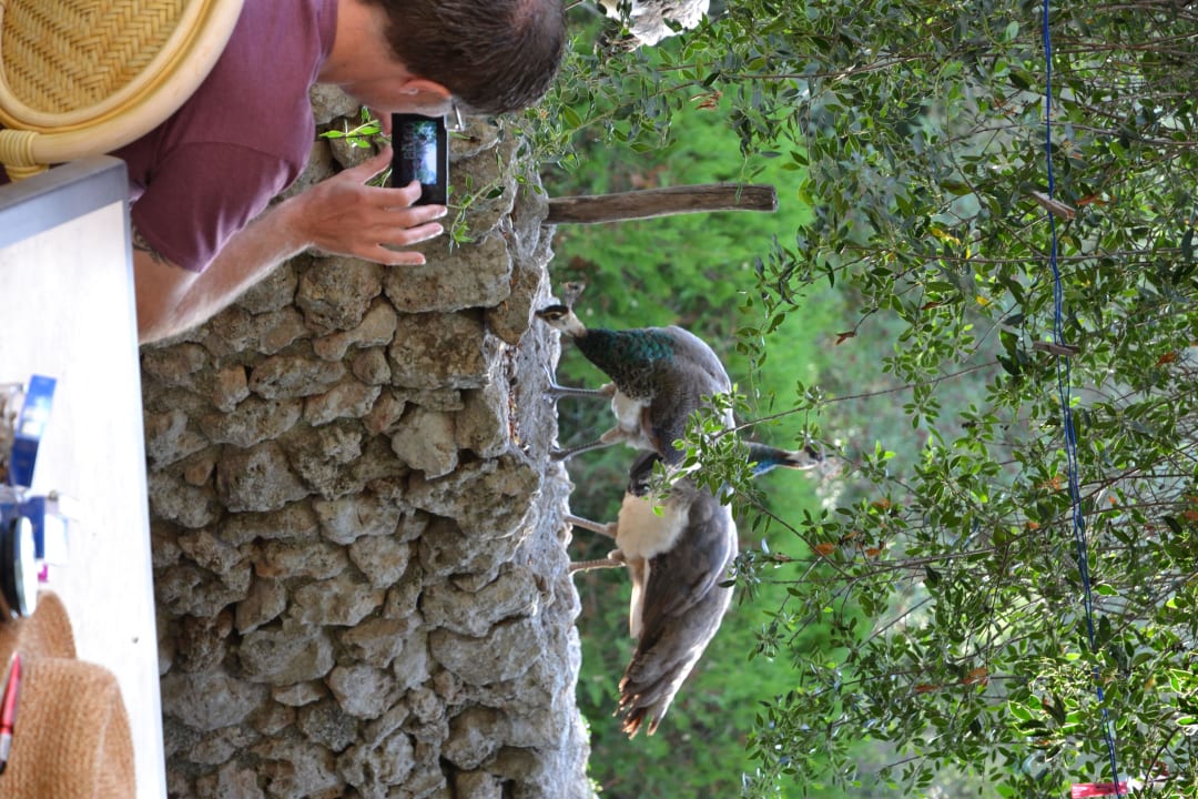 Der 17 Uhr Besuch... Finca Sa Casa Rotja
