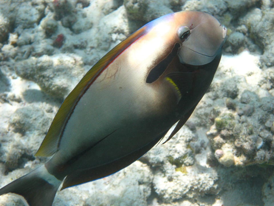 Unterwasserwelt am Hausriff NH Collection Maldives Reethi Resort