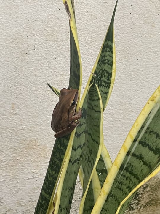 Gartenanlage Kantary Beach Hotel - KHAO LAK