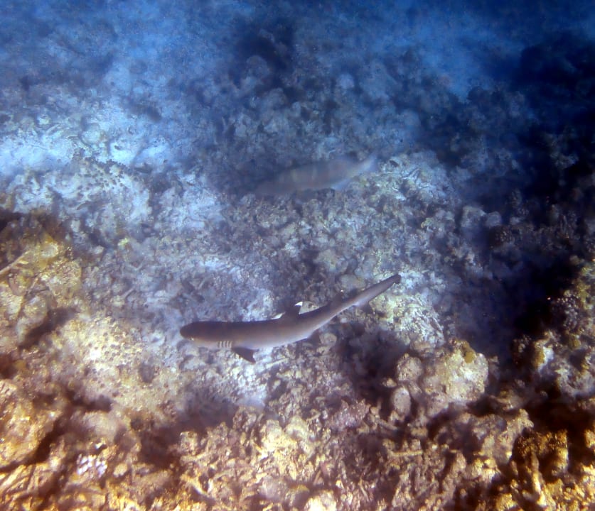 Sport & Freizeit Embudu Village