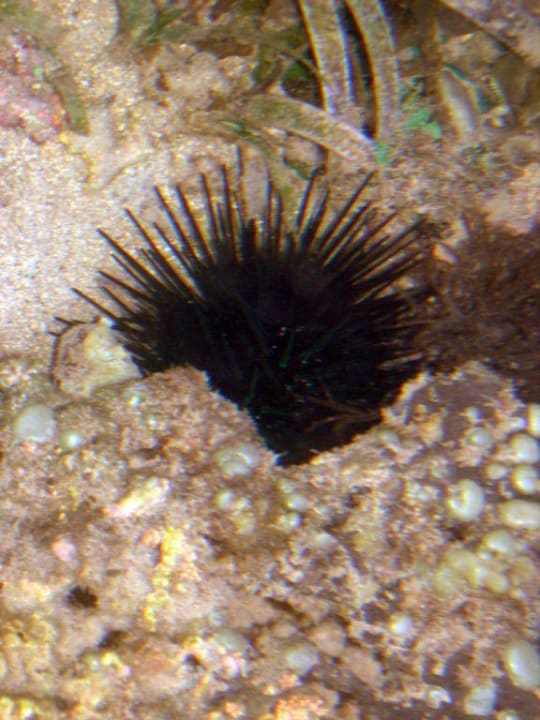 Bei Ebbe - Seeigel Puri Santrian