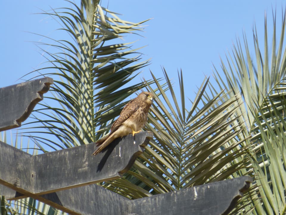 Ястреб Stella Beach Resort & Spa Makadi Bay