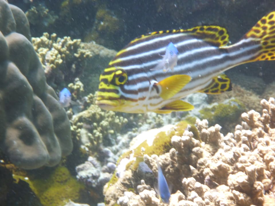 Sonstiges Summer Island Maldives