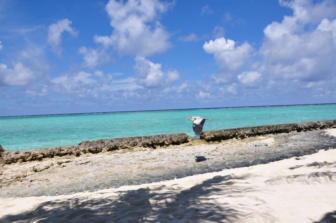 Summer Island Village Summer Island Maldives