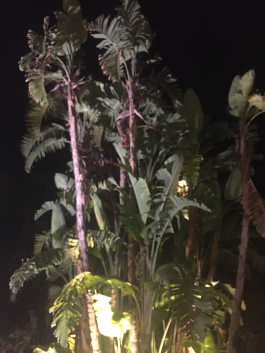 Sehr schöner Garten Bahía de Alcúdia Hotel & Spa