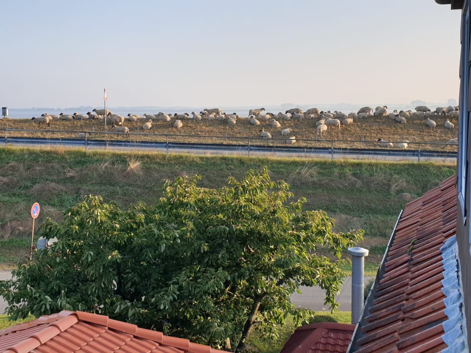 Ausblick Hotel Elbblick