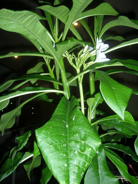 Plumeria pudica flowering Hotel Kathrin Beach