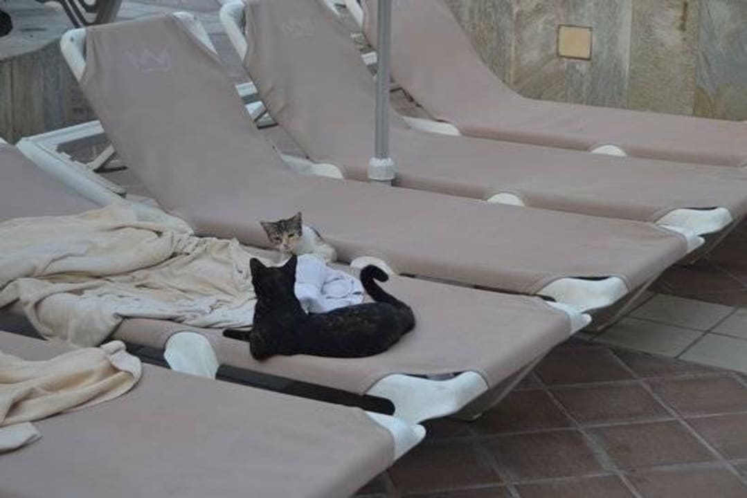 Lezakujace przy basenie koty Hotel Riu Oliva Beach - Hotel