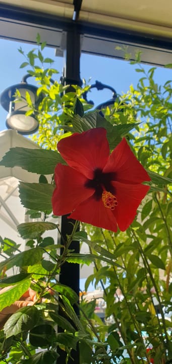 Gartenanlage Dream World Palace Hotel