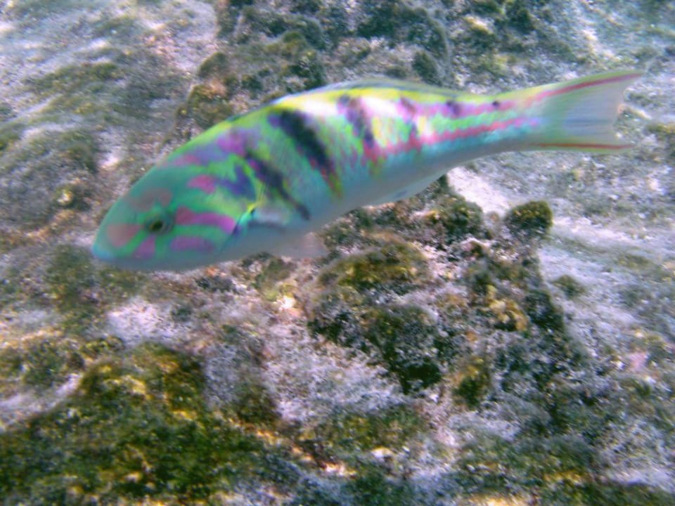 Schnorcheln am Steg Summer Island Maldives