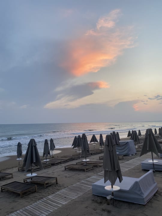 Strand Acanthus Cennet Barut Collection