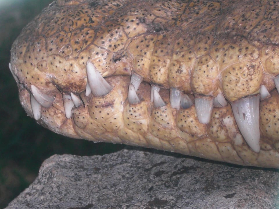 Achtung, Achtung! Grand Palladium Kantenah Resort & Spa