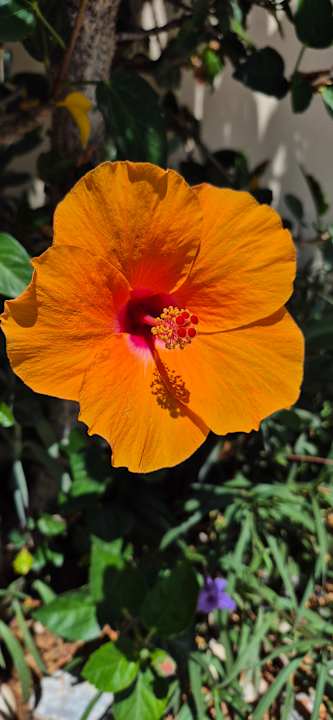 Gartenanlage Hotel Kathrin Beach